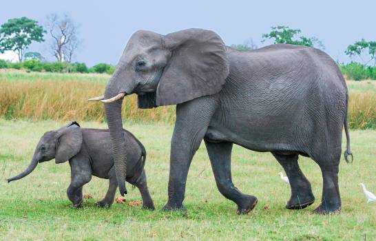 Familia tailandesa recibe visita reiterada de elefante en su cocina