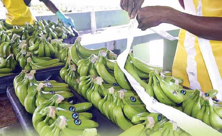 AGROCOLOR CARIBE busca exportación a mercados internacionales